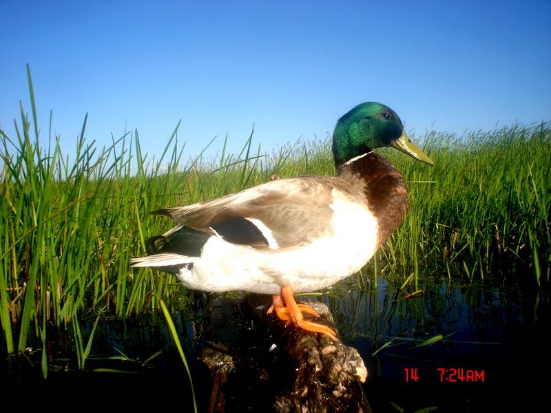 SW Minnesota duck trail pics 06222011 Puddler Duck Hunting